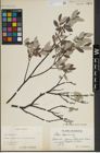 Foto von Salix lapponum L.
